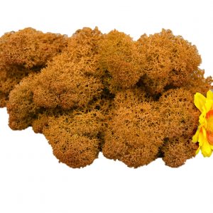 Muwse Islandmoos Melonengelb 25 g Maßstab Spur 1 Modellbau