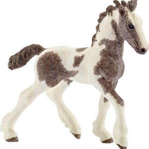 Tinker Fohlen