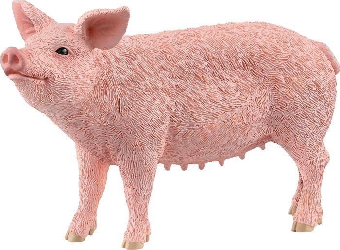 Schwein