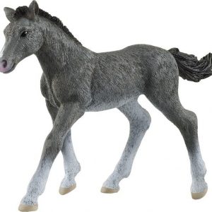 Trakehner Fohlen