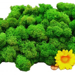 Muwse Islandmoos Grasgrün 100 g Maßstab Spur 0 Modellbau