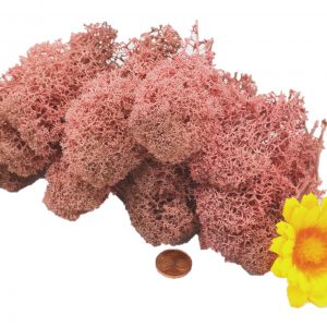 Muwse Islandmoos Rosa 25 g Maßstab Spur 0 Modellbau